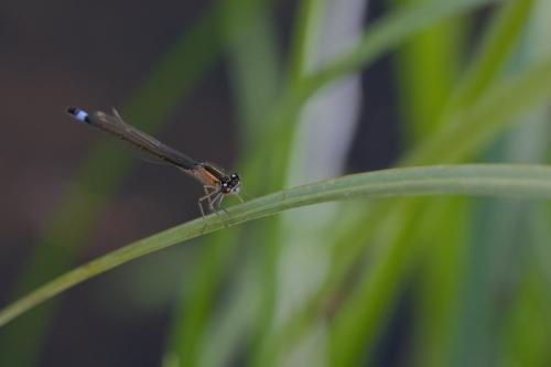 Ischnura elegans
